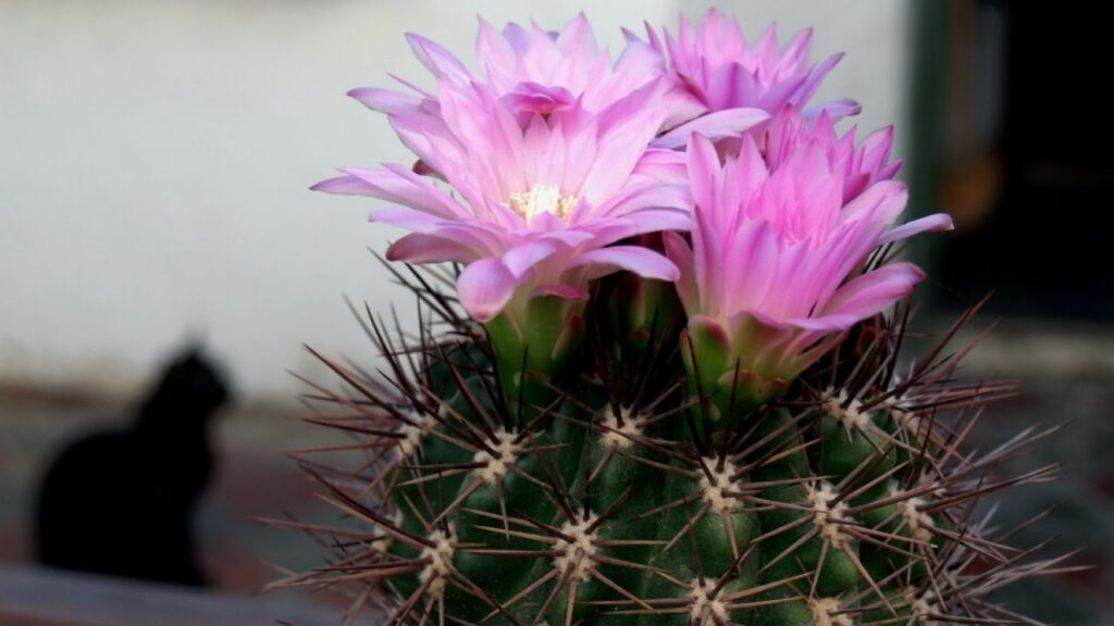 Cum iti provoci cactusul sa infloreasca?