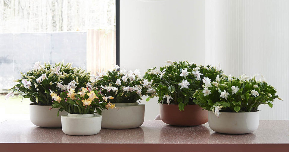 Cum îngrijim corect cactusul de Crăciun