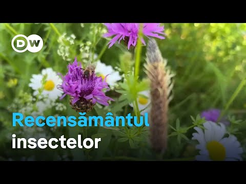 Germania: Recensământul insectelor